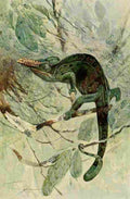 Kuhnert Friedrich Wilhelm 1916 African Chameleon A4 Photo Print