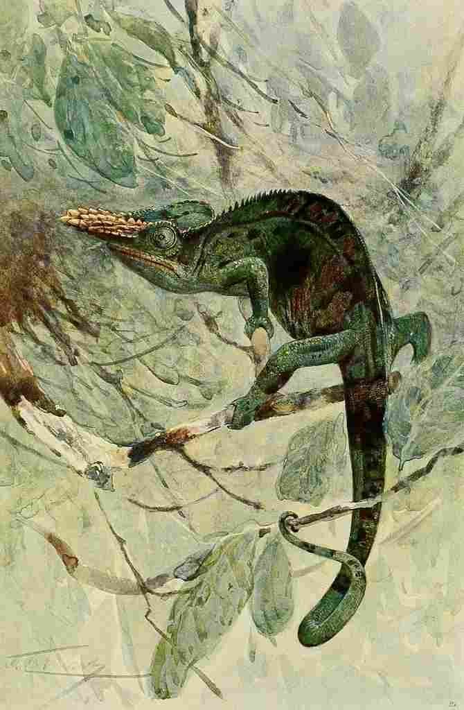 Kuhnert Friedrich Wilhelm 1916 African Chameleon A4 Photo Print
