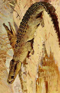 Kuhnert Friedrich Wilhelm 1916 Crocodile A4 Photo Print