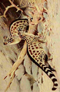 Kuhnert Friedrich Wilhelm 1916 Dongola Genet A4 Photo Print