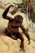 Kuhnert Friedrich Wilhelm 1916 Gorilla A4 Photo Print