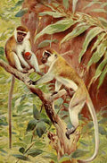 Kuhnert Friedrich Wilhelm 1916 Green Monkey A4 Photo Print