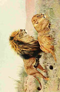 Kuhnert Friedrich Wilhelm 1916 Lions A4 Photo Print