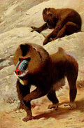 Kuhnert Friedrich Wilhelm 1916 Mandrill A4 Photo Print