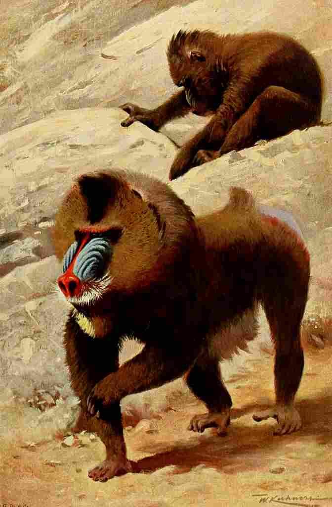 Kuhnert Friedrich Wilhelm 1916 Mandrill A4 Photo Print