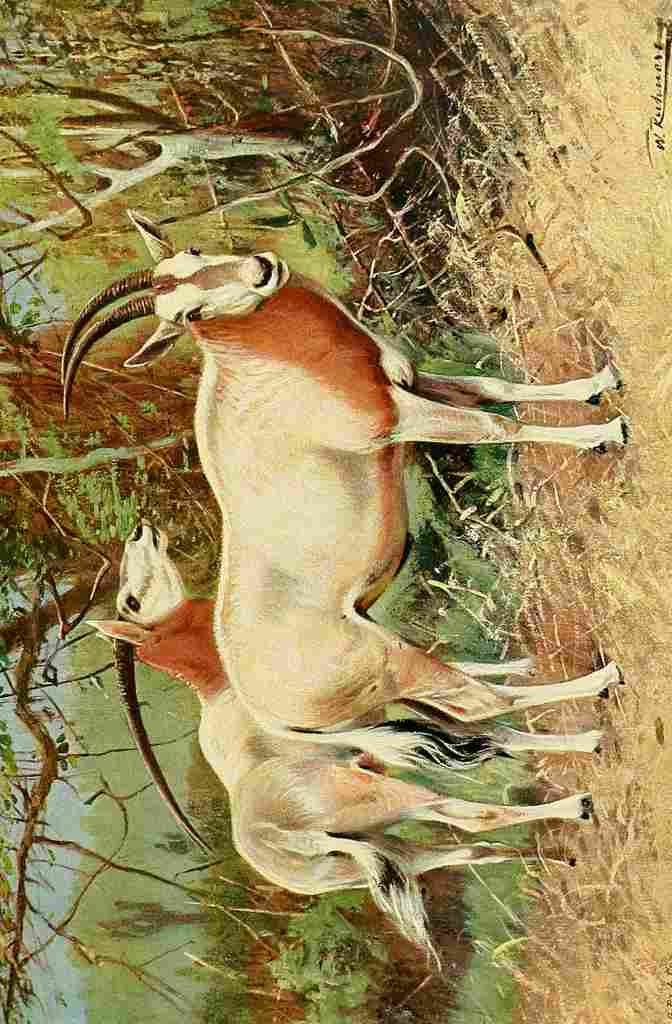 Kuhnert Friedrich Wilhelm 1916 Sable Antelope A4 Photo Print