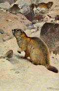 Kuhnert Friedrich Wilhelm 1916 v1 Alpine Marmot A4 Photo Print
