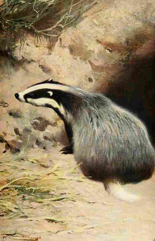 Kuhnert Friedrich Wilhelm 1916 v1 Badger A4 Photo Print