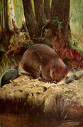 Kuhnert Friedrich Wilhelm 1916 v1 Beaver A4 Photo Print