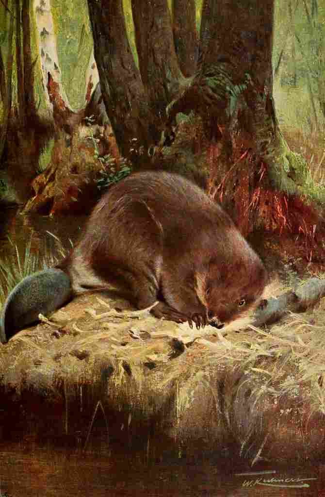 Kuhnert Friedrich Wilhelm 1916 v1 Beaver A4 Photo Print