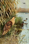 Kuhnert Friedrich Wilhelm 1916 v1 Bittern A4 Photo Print
