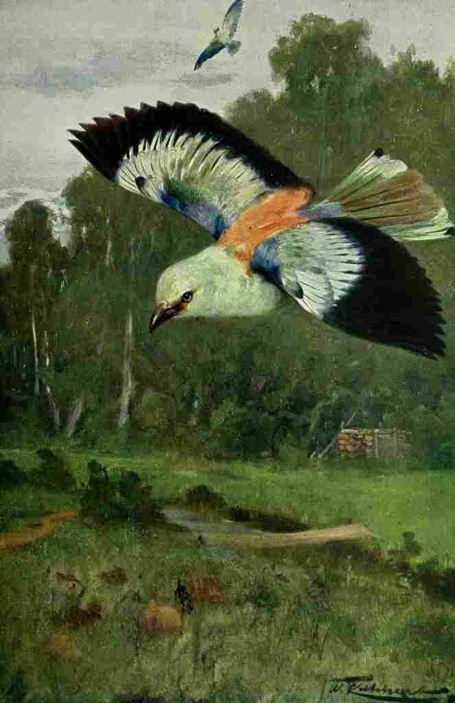 Kuhnert Friedrich Wilhelm 1916 v1 Blue Roller A4 Photo Print