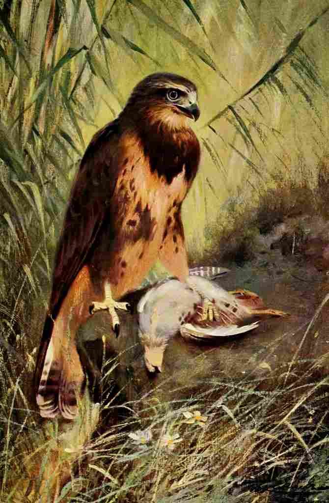 Kuhnert Friedrich Wilhelm 1916 v1 Buzzard A4 Photo Print