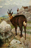 Kuhnert Friedrich Wilhelm 1916 v1 Chamois A4 Photo Print
