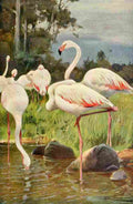 Kuhnert Friedrich Wilhelm 1916 v1 Flamingo A4 Photo Print