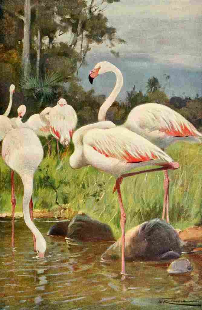 Kuhnert Friedrich Wilhelm 1916 v1 Flamingo A4 Photo Print