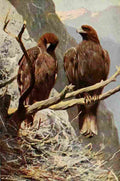 Kuhnert Friedrich Wilhelm 1916 v1 Golden Eagle A4 Photo Print