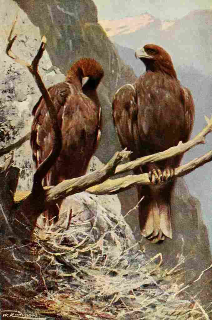 Kuhnert Friedrich Wilhelm 1916 v1 Golden Eagle A4 Photo Print