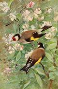 Kuhnert Friedrich Wilhelm 1916 v1 Goldfinch A4 Photo Print