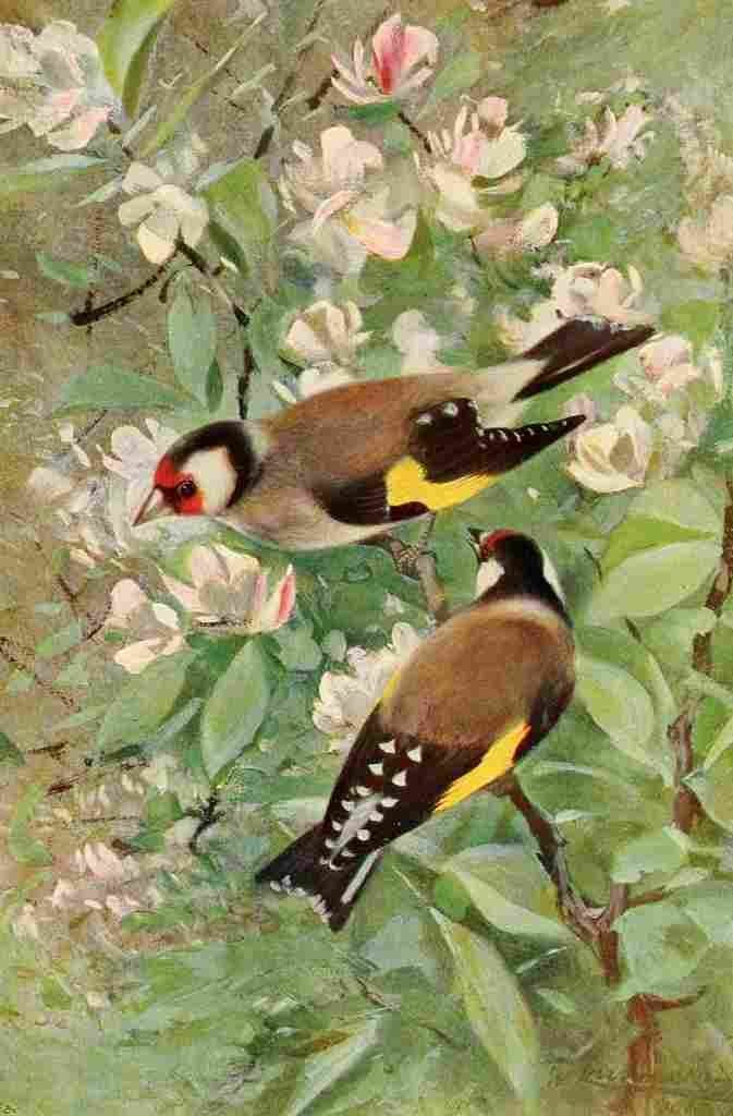 Kuhnert Friedrich Wilhelm 1916 v1 Goldfinch A4 Photo Print