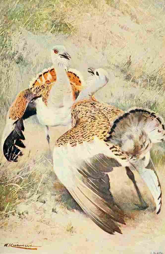 Kuhnert Friedrich Wilhelm 1916 v1 Great Bustard A4 Photo Print