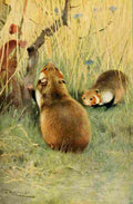 Kuhnert Friedrich Wilhelm 1916 v1 Hamster A4 Photo Print