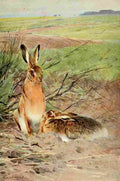 Kuhnert Friedrich Wilhelm 1916 v1 Hare A4 Photo Print