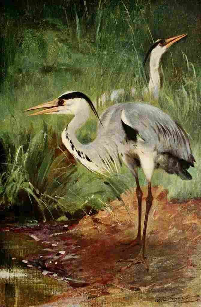 Kuhnert Friedrich Wilhelm 1916 v1 Heron A4 Photo Print