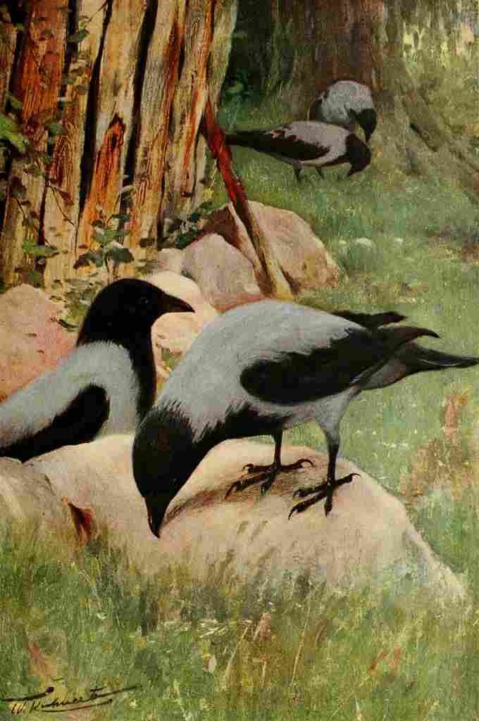 Kuhnert Friedrich Wilhelm 1916 v1 Hooded Crow A4 Photo Print