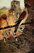 Kuhnert Friedrich Wilhelm 1916 v1 Kestrel A4 Photo Print
