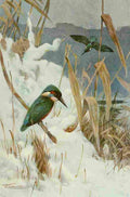 Kuhnert Friedrich Wilhelm 1916 v1 Kingfisher A4 Photo Print