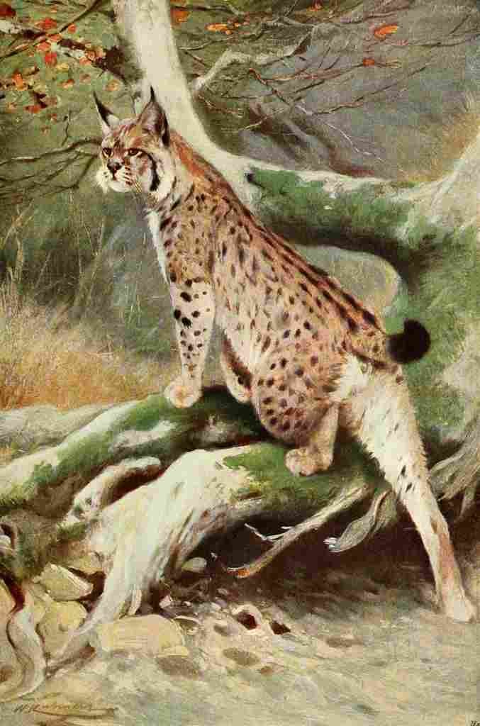 Kuhnert Friedrich Wilhelm 1916 v1 Lynx A4 Photo Print