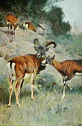 Kuhnert Friedrich Wilhelm 1916 v1 Mouflon A4 Photo Print