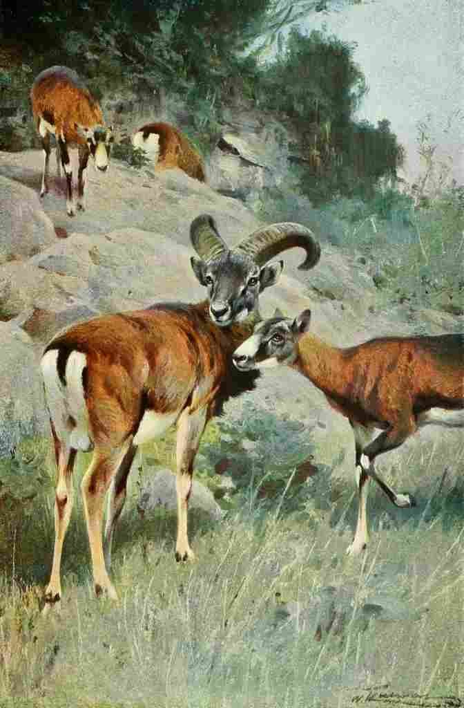 Kuhnert Friedrich Wilhelm 1916 v1 Mouflon A4 Photo Print
