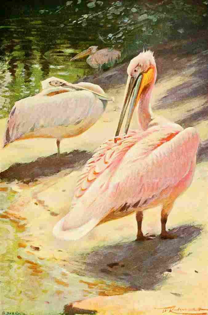 Kuhnert Friedrich Wilhelm 1916 v1 Pelican A4 Photo Print