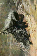 Kuhnert Friedrich Wilhelm 1916 v1 Porcupine A4 Photo Print