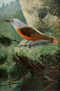 Kuhnert Friedrich Wilhelm 1916 v1 Rock Thrush A4 Photo Print