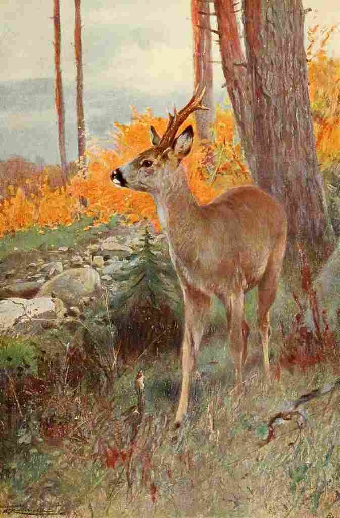 Kuhnert Friedrich Wilhelm 1916 v1 Roe Deer A4 Photo Print
