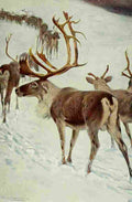Kuhnert Friedrich Wilhelm 1916 v1 Skandinavian Reindeer A4 Photo Print