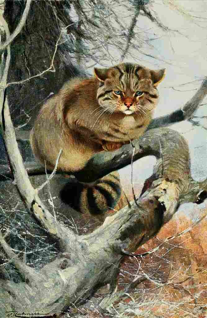 Kuhnert Friedrich Wilhelm 1916 v1 Wild Cat A4 Photo Print