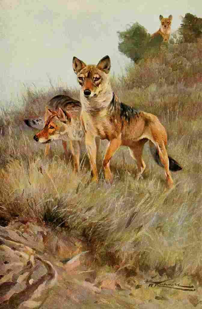 Kuhnert Friedrich Wilhelm 1916 v1 Wolf A4 Photo Print