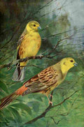 Kuhnert Friedrich Wilhelm 1916 v1 Yellow Bunting A4 Photo Print