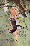 Kuhnert Friedrich Wilhelm 1916 v2 Black Buck A4 Photo Print