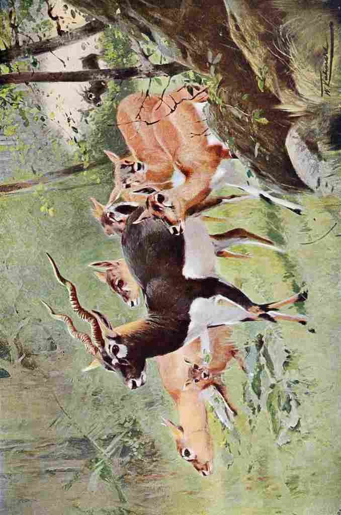 Kuhnert Friedrich Wilhelm 1916 v2 Black Buck A4 Photo Print