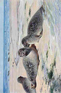 Kuhnert Friedrich Wilhelm 1916 v2 Common Seal A4 Photo Print