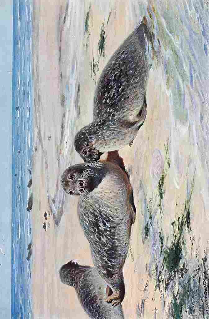 Kuhnert Friedrich Wilhelm 1916 v2 Common Seal A4 Photo Print