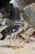 Kuhnert Friedrich Wilhelm 1916 v2 Crested Screamer A4 Photo Print