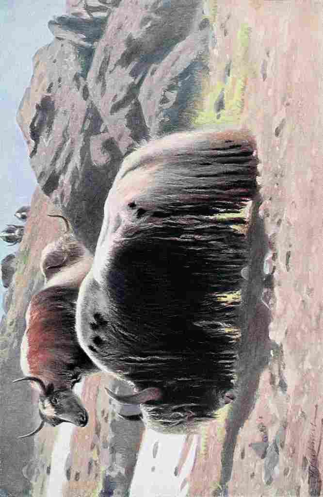Kuhnert Friedrich Wilhelm 1916 v2 Domesticated Yak A4 Photo Print