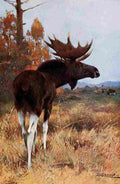 Kuhnert Friedrich Wilhelm 1916 v2 Elk or Moose A4 Photo Print
