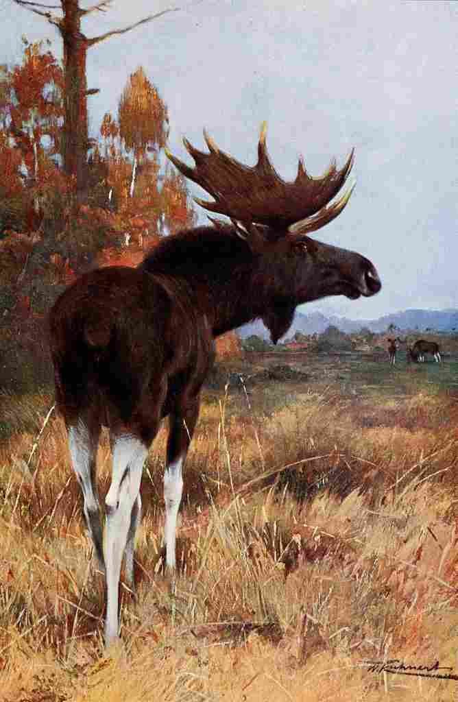 Kuhnert Friedrich Wilhelm 1916 v2 Elk or Moose A4 Photo Print